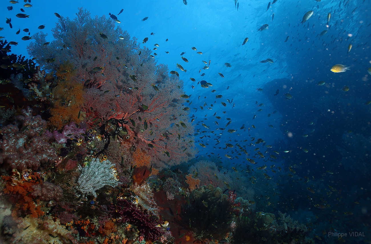 Raja Ampat 2016 - Corail - IMG_5137_rc.jpg